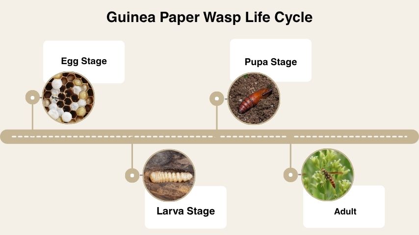 Guinea Paper Wasp Life Cycle
