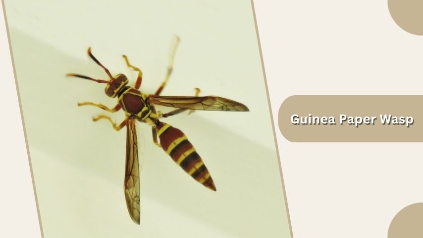 Guinea Paper Wasp