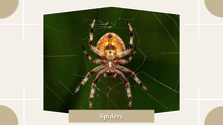 Spiders