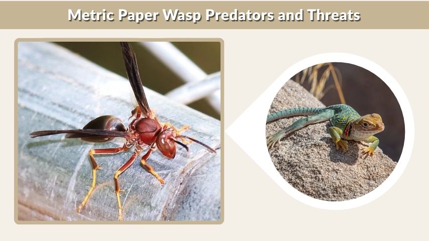 Metric Paper Wasp Predators and Threats
