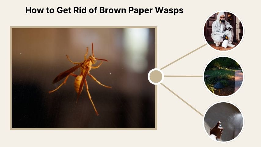 How to Get Rid of Brown Paper Wasps