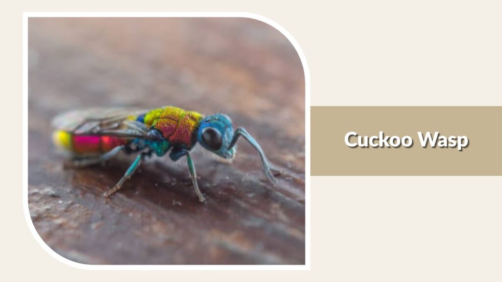 Cuckoo Wasp