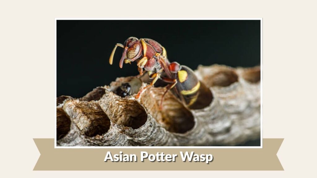 Asian Potter Wasp