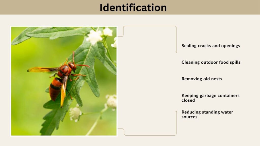 How to Get Rid of Red Paper Wasps