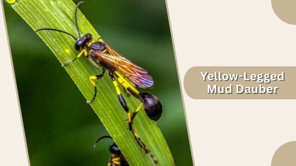Yellow-Legged Mud Dauber