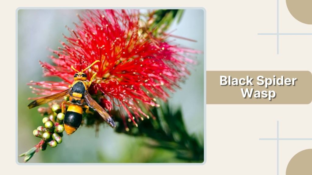 Black Spider Wasp