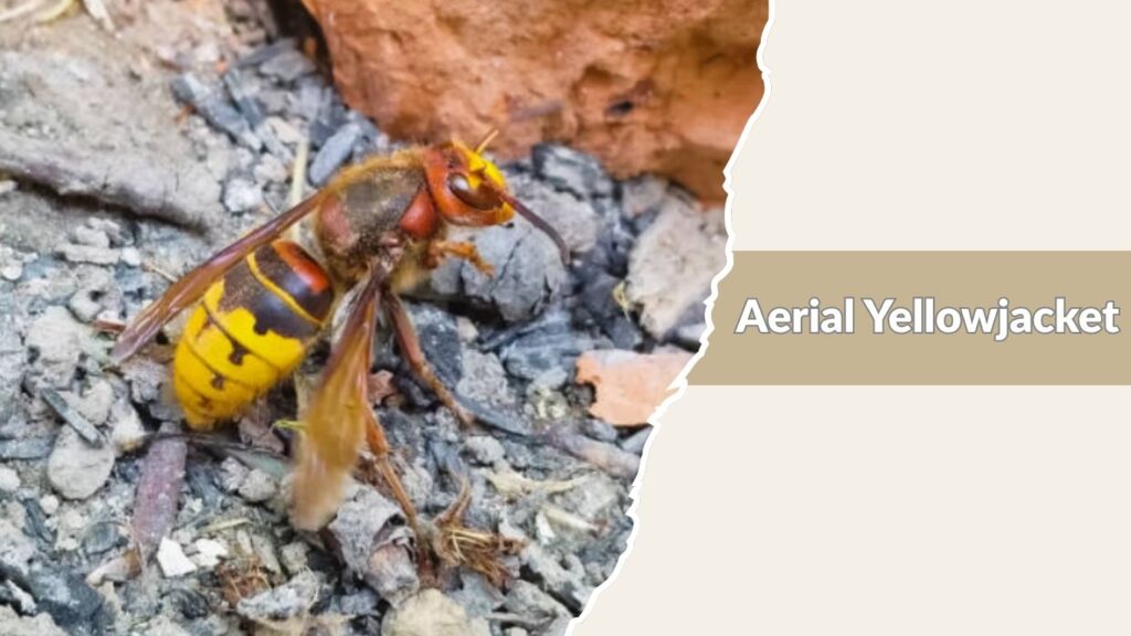 Aerial Yellowjacket
