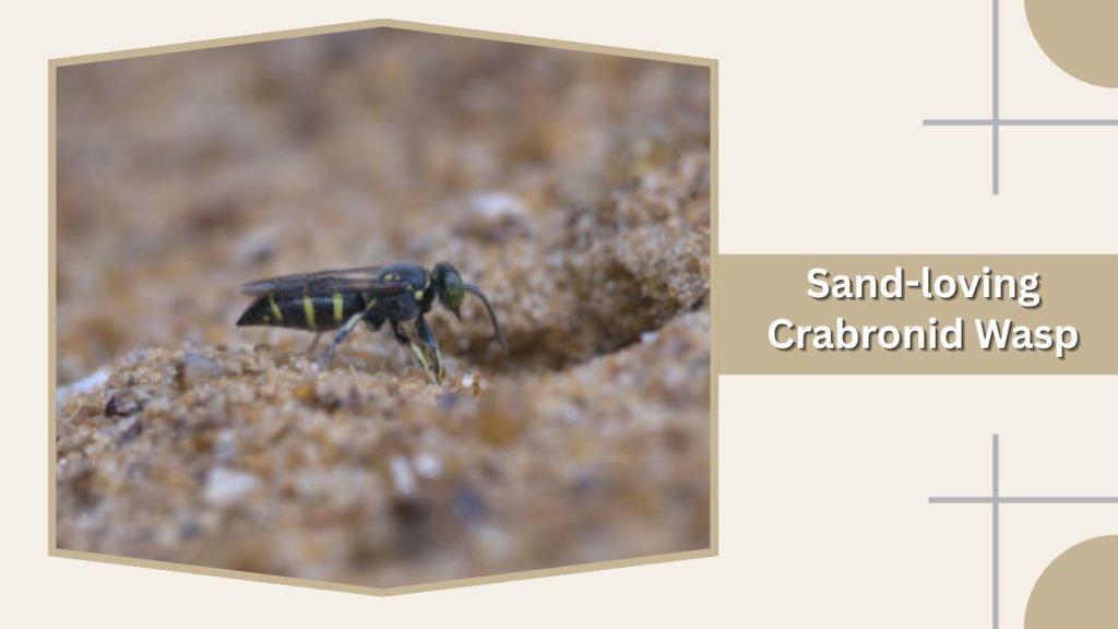 Sand-loving Crabronid Wasp