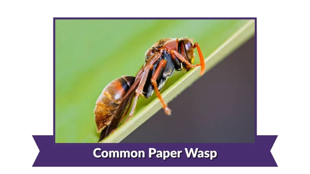 Common Paper Wasp