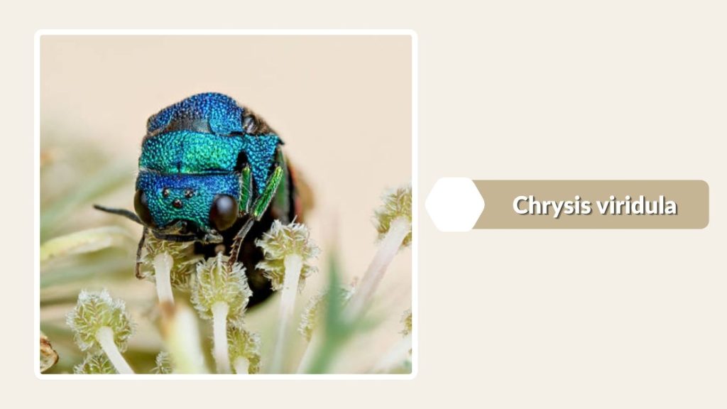 Chrysis viridula