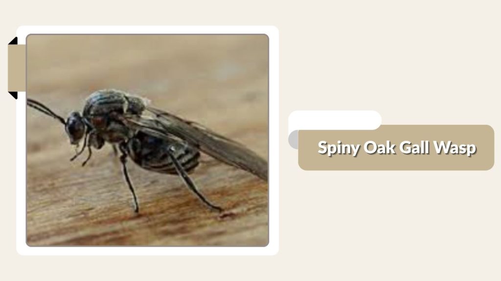 Spiny Oak Gall Wasp