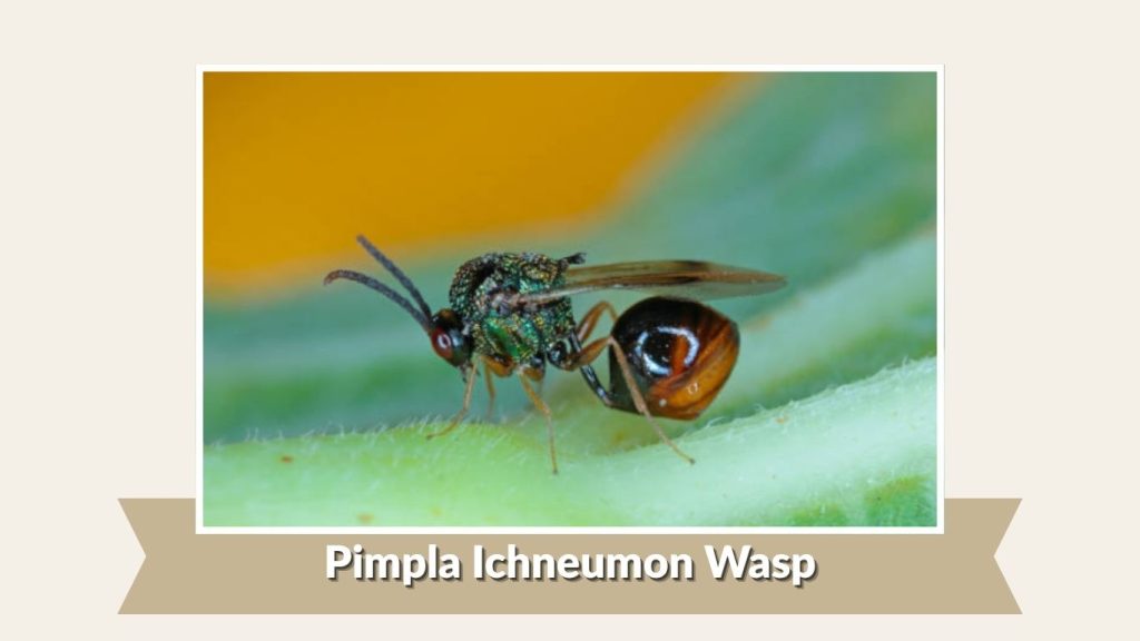 Pimpla Ichneumon Wasp