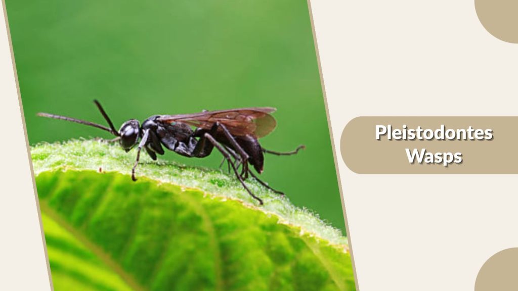 Pleistodontes Wasps