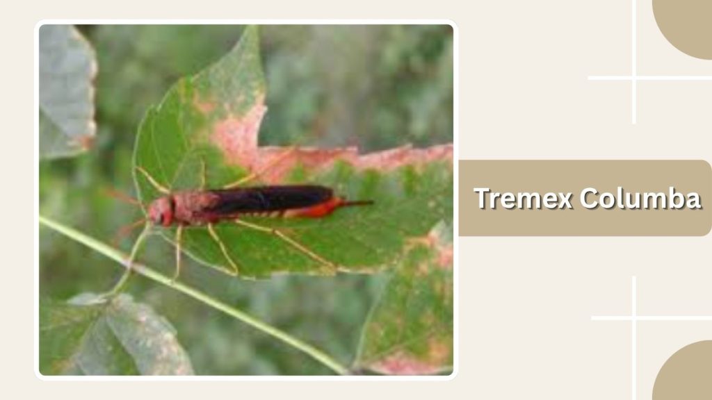 Tremex Columba