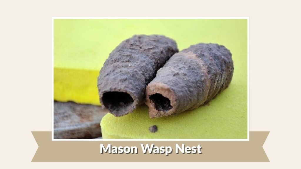 Mason Wasp Nest