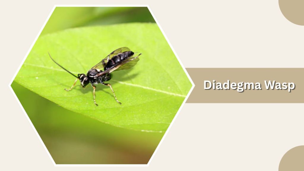 Diadegma Wasp