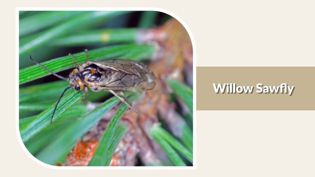 Willow Sawfly