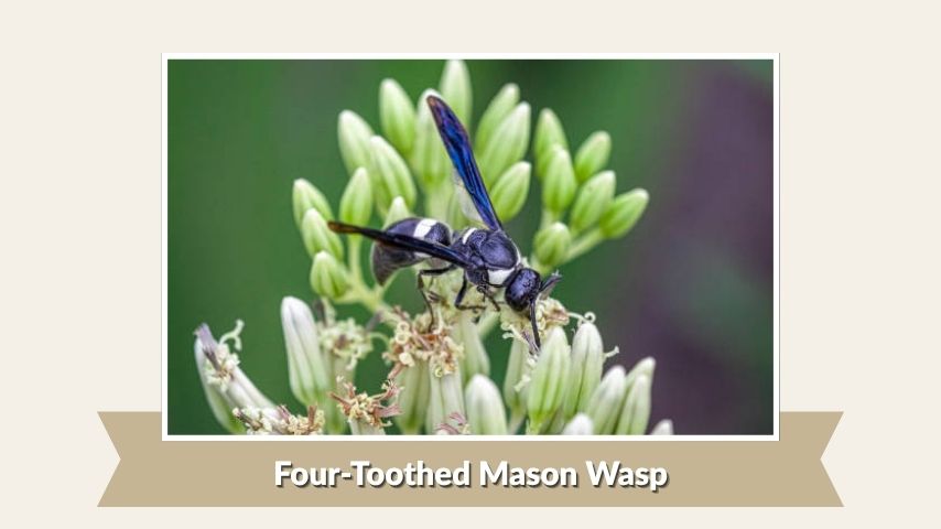 Four-Toothed Mason Wasp
