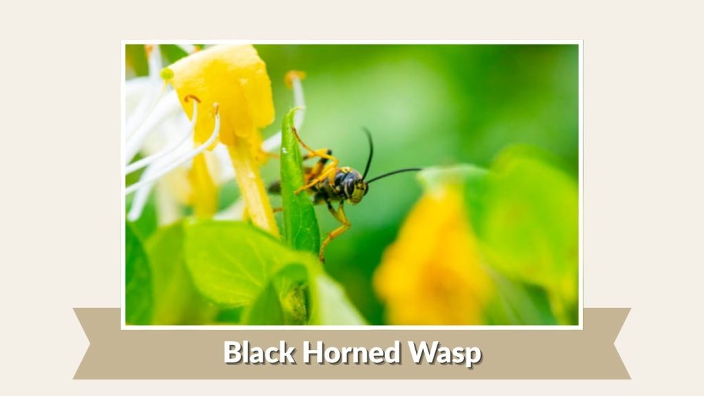 Black Horned Wasp