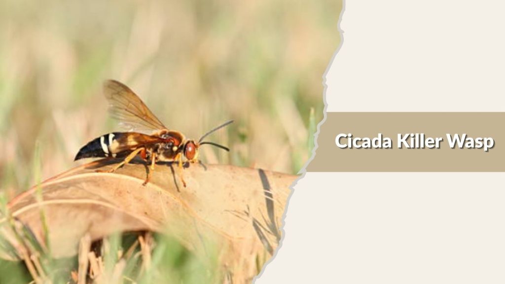 Cicada Killer Wasp