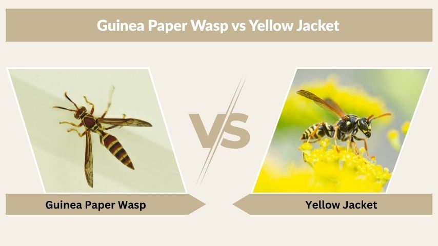 Guinea Paper Wasp vs Yellow Jacket