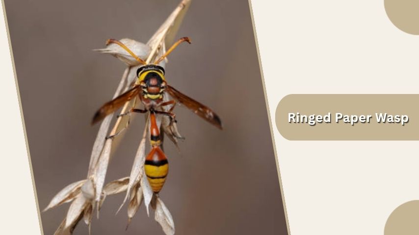 Ringed Paper Wasp