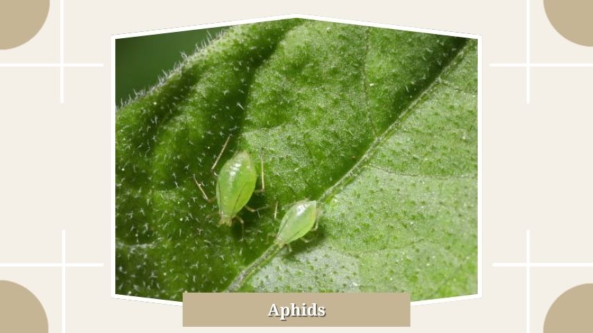 Aphids