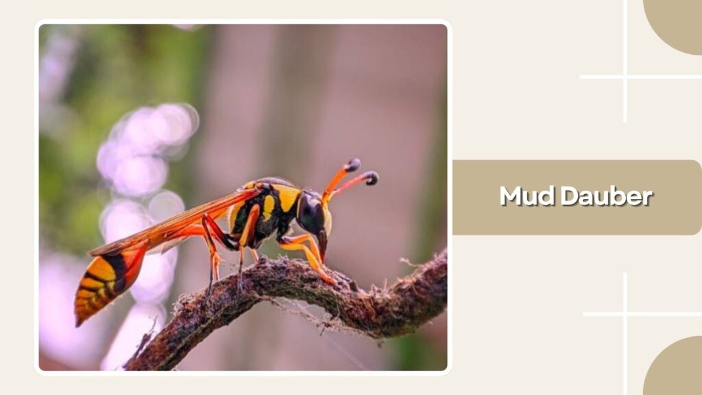 Mud Dauber
