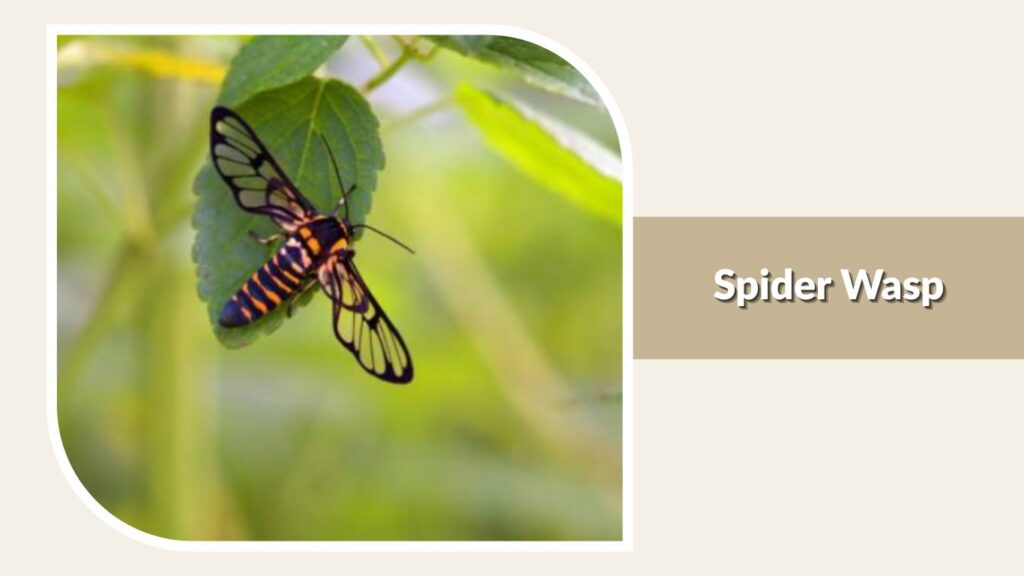 Spider Wasp