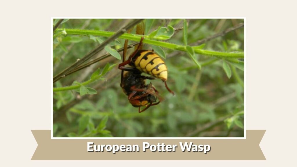 European Potter Wasp