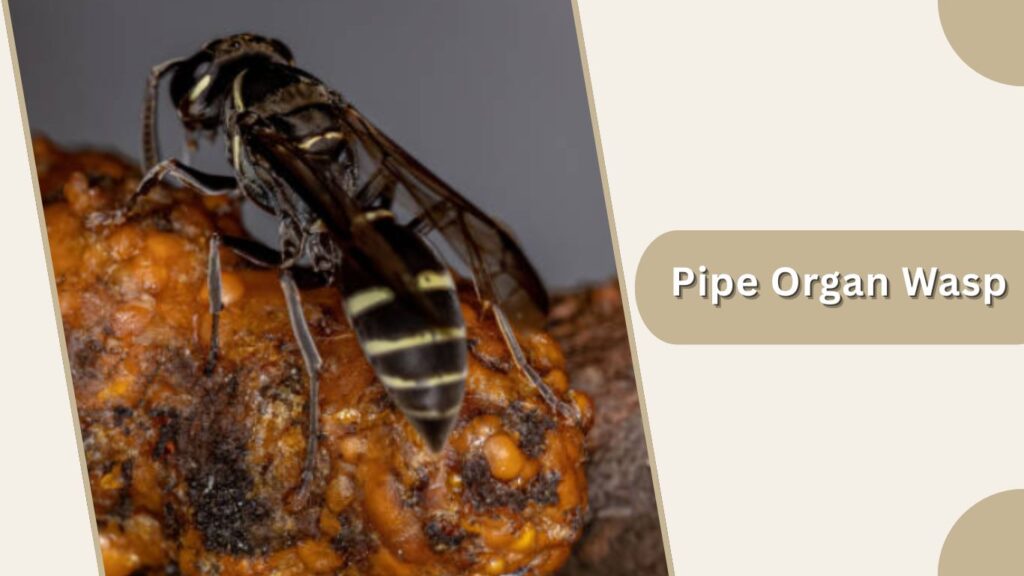 Pipe Organ Wasp