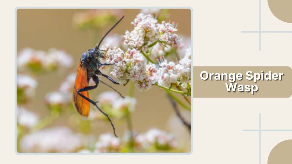 Orange Spider Wasp