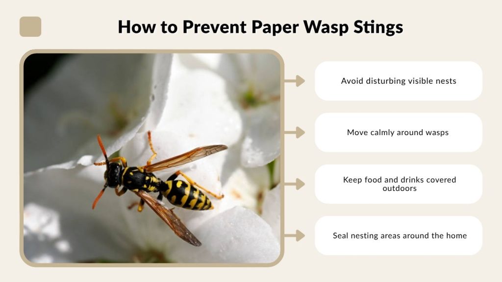 How to Prevent Paper Wasp Stings