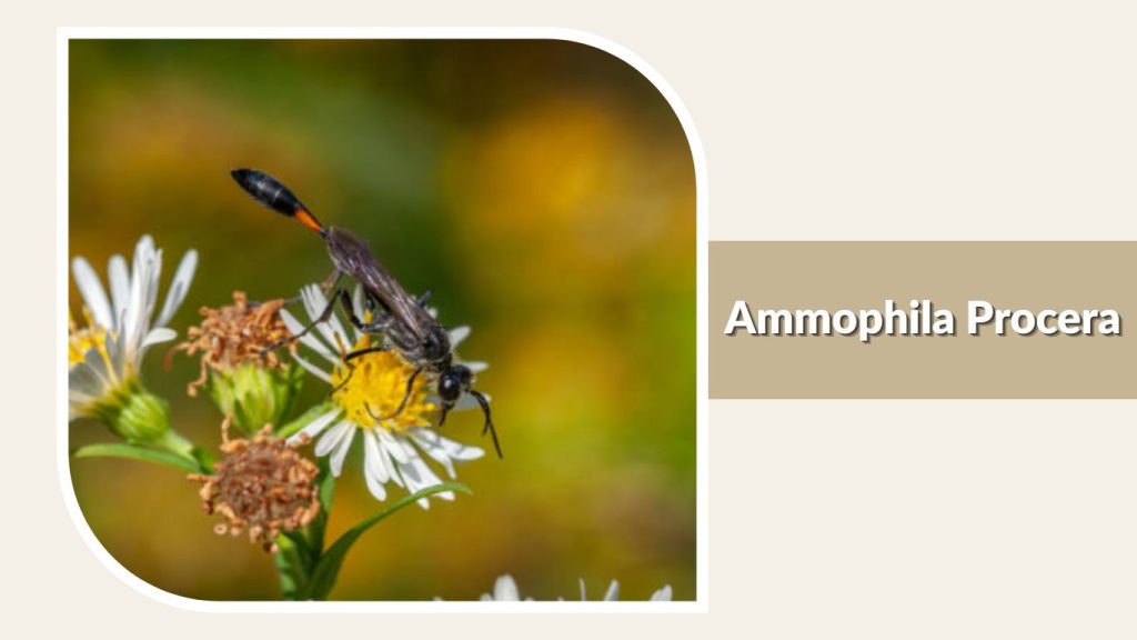 Ammophila Procera