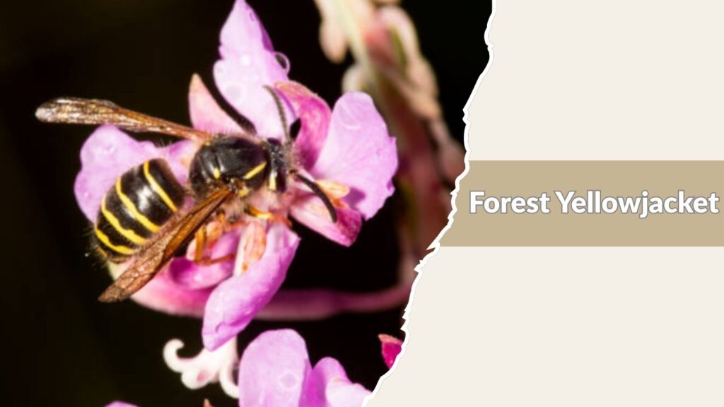 Forest Yellowjacket