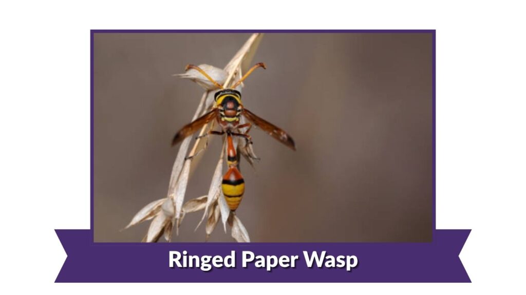 Ringed Paper Wasp