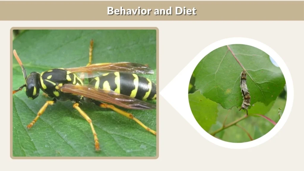 Behavior and Diet
