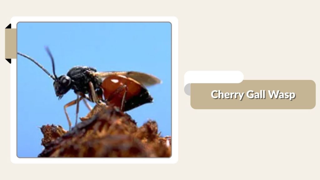 Cherry Gall Wasp