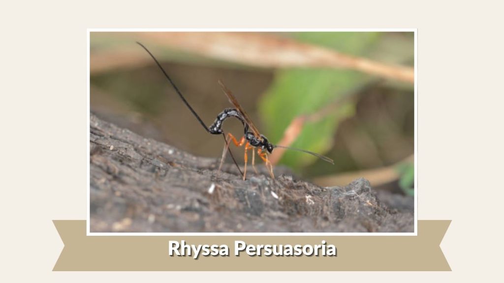Rhyssa Persuasoria