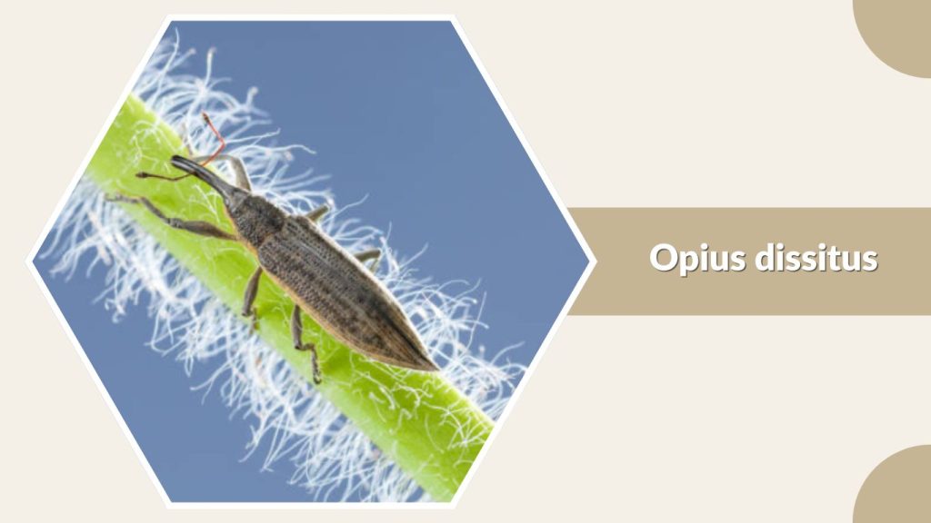 Opius dissitus