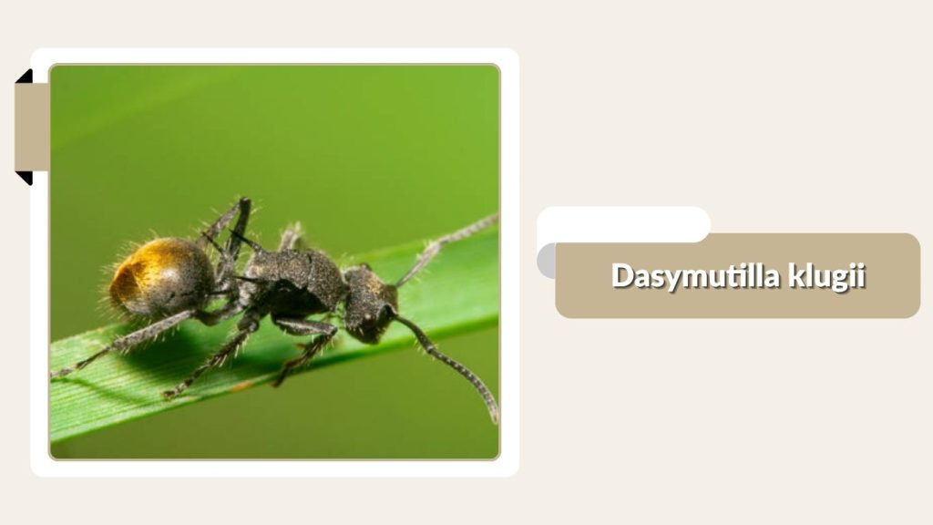 Dasymutilla klugii