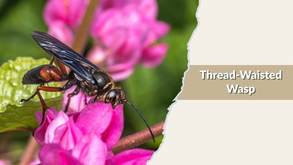 Thread-Waisted Wasp