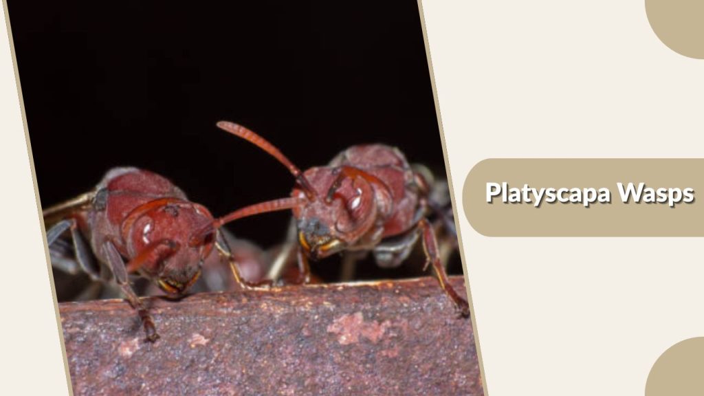 Platyscapa Wasps