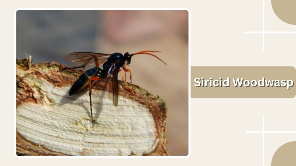 Siricid Woodwasp