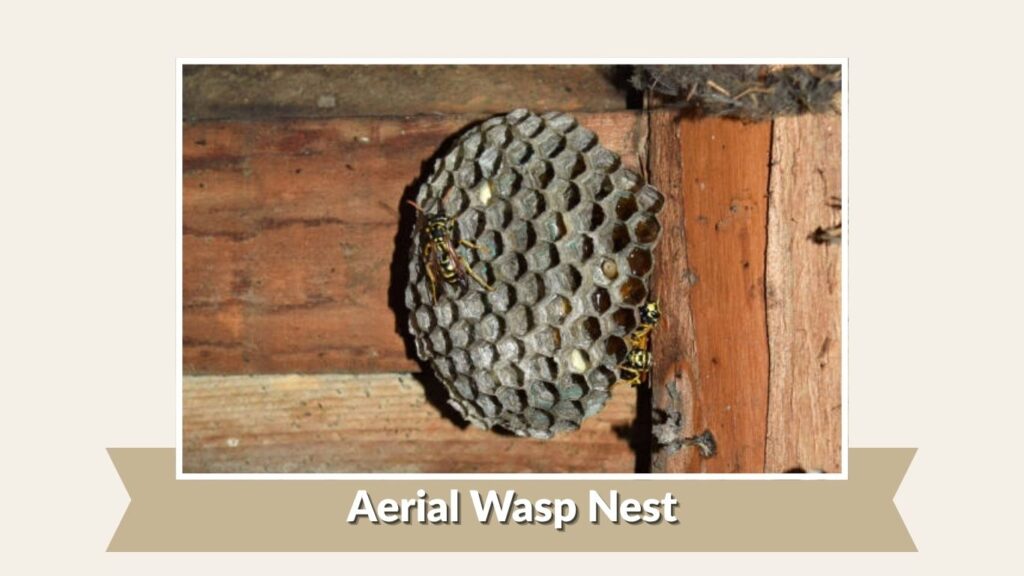 Aerial Wasp Nest