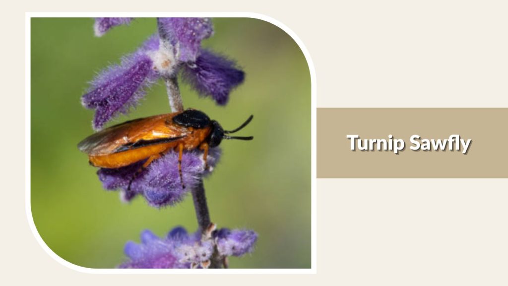 Turnip Sawfly