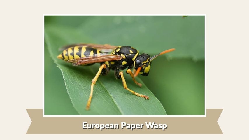 European Paper Wasp