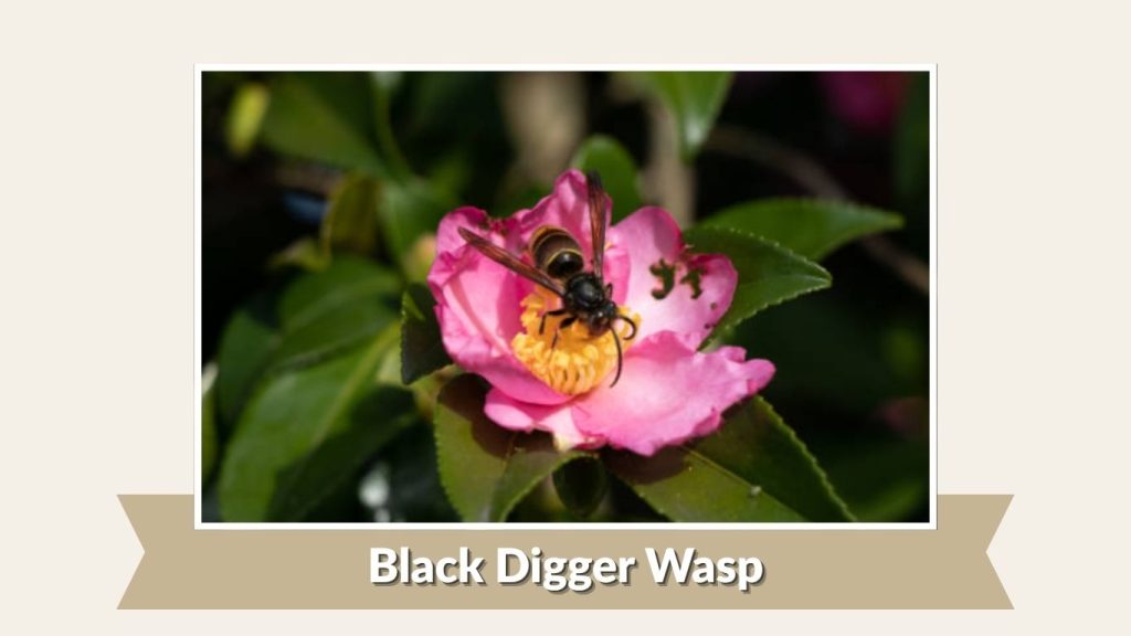 Black Digger Wasp