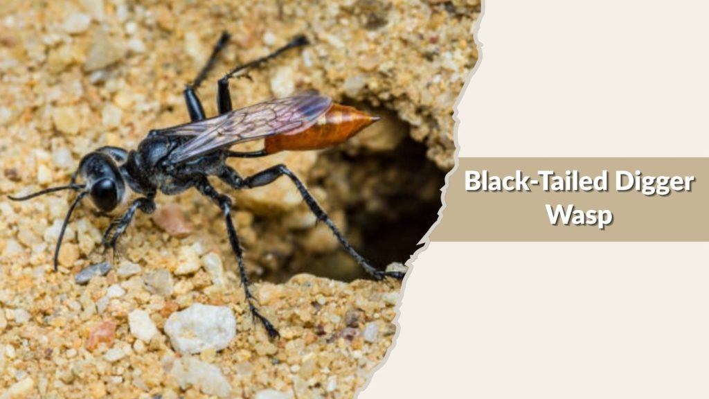 Black-Tailed Digger Wasp