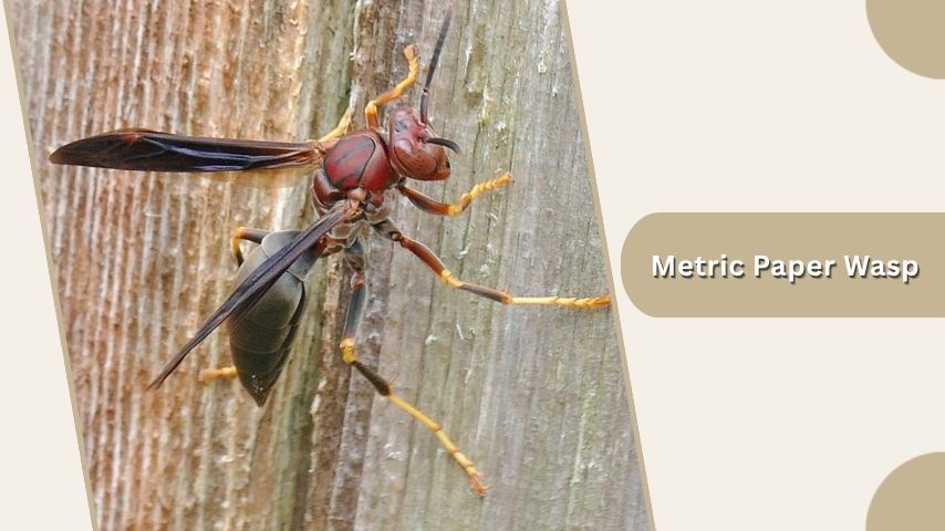 Metric Paper Wasp